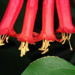 Coral honeysuckle, Macrophotography by Randy Stapleton