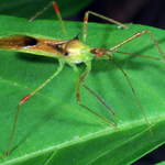 Macrophotography by Randy Stapleton