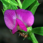 Hoary pea, Macrophotography by Randy Stapleton