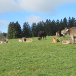 Gemütliche Herbstweide