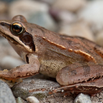 Springfrosch (Foto: S. Panienka)