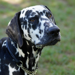 Omar Sharif vom Furlbach...07.09.2025