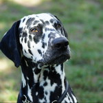 Omar Sharif vom Furlbach...07.09.2025