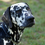 Omar Sharif vom Furlbach...07.09.2025