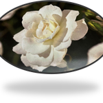 so wird die Climbing Rose blühen
