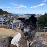 クッション入りで首に優しく、反射テープ付きなので夜間のお散歩にも重宝します