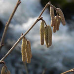 Vorboten des Frühlings und der Pollenallergien
