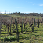 vignobles AOC de Bellocq