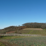 alternance de vignes,cultures, prairies et bosquets