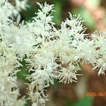 10　アカショウマ_沢山の花の集まりです（写真提供久保田氏）