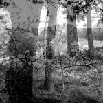 Untitled (Survival Photographs), 2017 - 1/3 - cm 37,5x67