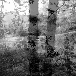 Untitled (Survival Photographs), 2017 - 1/3 - cm 37,5x67