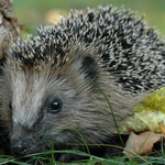Igel (Foto:LBV-Archiv)