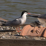 Drei Küken sind flügge und haben es geschafft ! (Foto: Gerhard Schug)