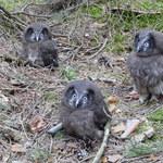 junge Raufusskäuze im Lichtenfelser Forst (Foto: Jan Ebert)