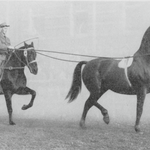 Nach 1900 wurde sogar mit Hackney-Hengsten gezüchtet. Die eindrucksvollen Kutschpferde mit ihrem einzigartigen Trab stammten aus England. 1957 wurde der Einsiedler Paradefuchs Ouragan an der Olma im Tandem-Beritt vorgestellt. Foto: KAE F3.0/543.3 