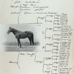 Mit Stammbaum und Bild: Eintrag des Zuchthengstes Sérapis im Zuchtbuch B. Der Vollblüter kam von 1891 bis 1894 im Marstall des Klosters Einsiedeln zum Einsatz. Foto: KAE S.XIII 