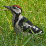 Great spotted woodpecker - Grote Ponte Specht - Buntspecht - Större hackspett - Dendrocopos major