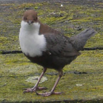 White-throated dipper - Waterspreeuw - Wasseramsel - Strömstarre - Cinclus cinclus