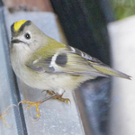 Goldcrest - Goudhaan - Wintergoldhähnchen - Kungsfågel - Regulus regulus