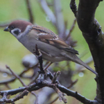 Eurasian tree sparrow - Ringmus - Feldsperling - Pilfink - Passer montanus