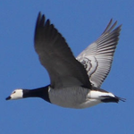 Canada goose - Canadese Gans - Kanadagans - Kanadagås - Branta canadensis