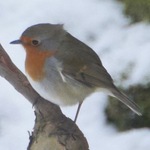 European robin - Roodborst - Rotkehlchen - Rödhake - Erithacus rubecula