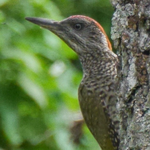 European green woodpecker - Groene Specht - Grünspecht - Gröngöling - Picus viridis