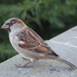 House sparrow - Huismus - Haussperling - Gråsparv - Passer domesticus