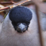 Eurasian bullfinch - Goudvink - Gimpel - Domherre - Pyrrhula pyrrhula