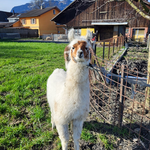 Jung Lama Cigno 