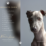 Chromato Chien