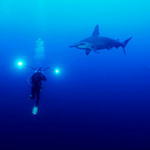 Christoph and the Hammerhead, Bunaken
