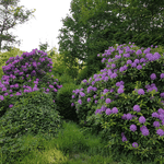 Prachtvolle Rhododendren