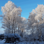 Birkenhain im Schnee