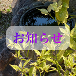 お知らせ　極楽寺　西方山極楽寺　岐阜　岐阜県　岐阜市　お寺