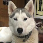 Zizou