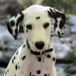 Pongo Dalmatien