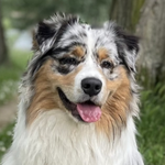 Thorgal
