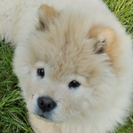 Merlin