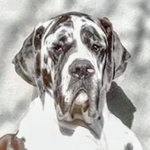 Shiva 25290126B