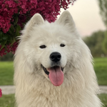Laska