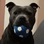 Simba