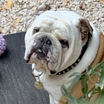 Péppone