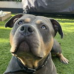 Bully 92091124