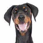 Doby 75260824