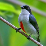 Red-keeled flowerpecker (Dicaeum australe)