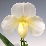 Paph.(Friendship x Lambert Day) x Stone Lovely'2012-352'