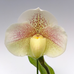 Paph.Galaxy Castle