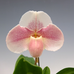 Paph.(Friendship x Lambert Day) x Stone Lovely'2012-351'